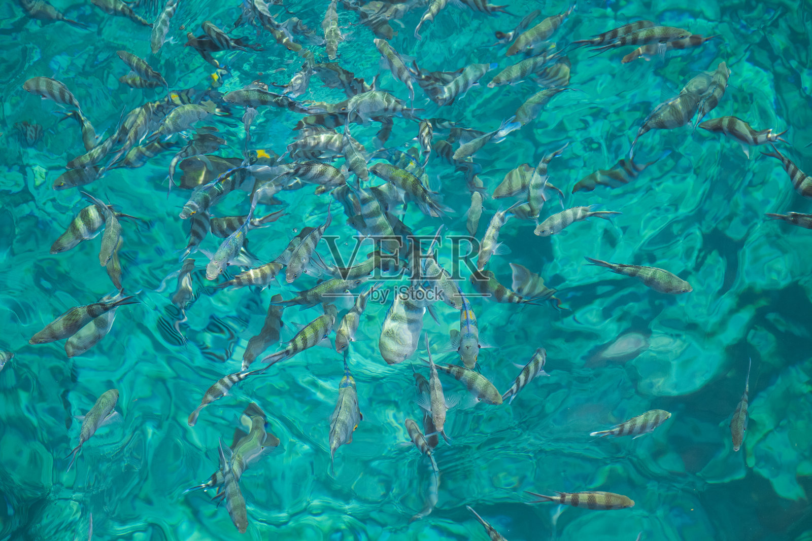 在清澈的海水里钓鱼。潜水天堂照片摄影图片