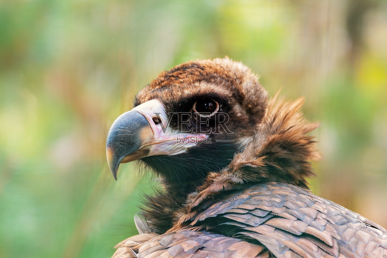 鸟照片摄影图片
