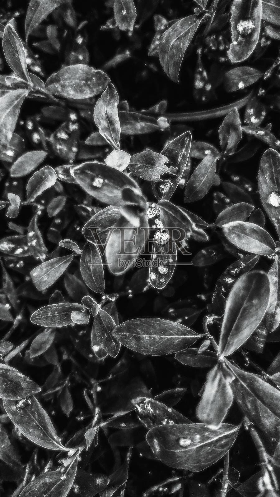 雨后草照片摄影图片