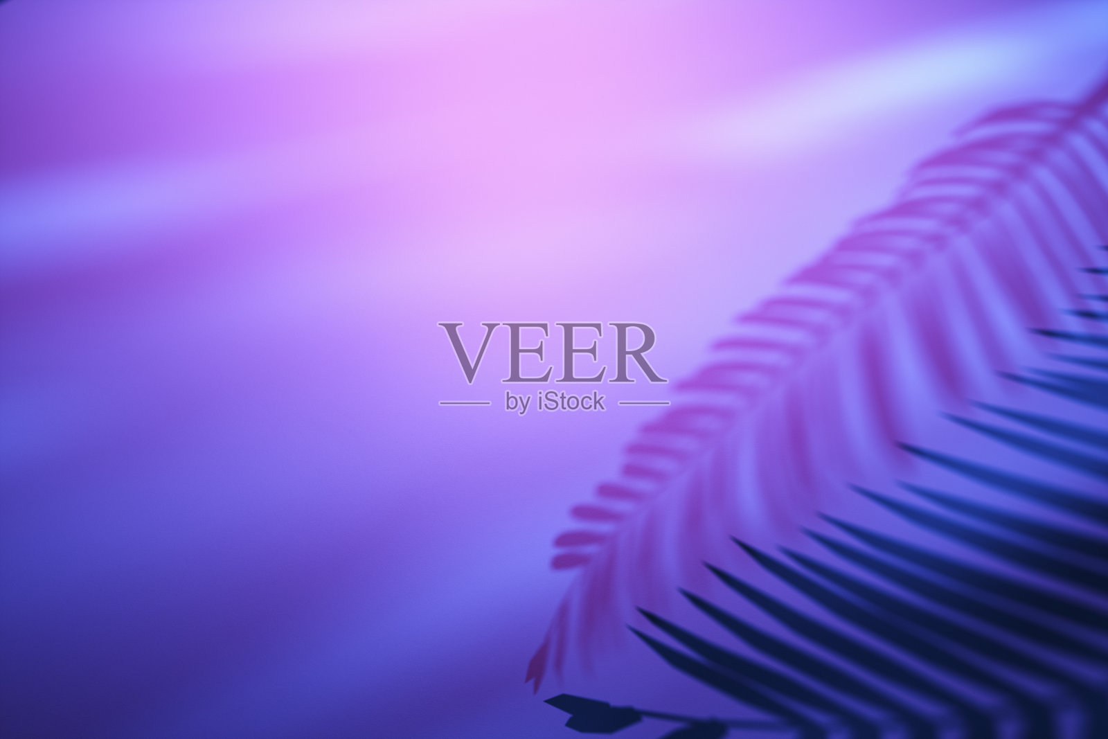 棕榈叶在紫色渐变背景上投下阴影作为模板照片摄影图片