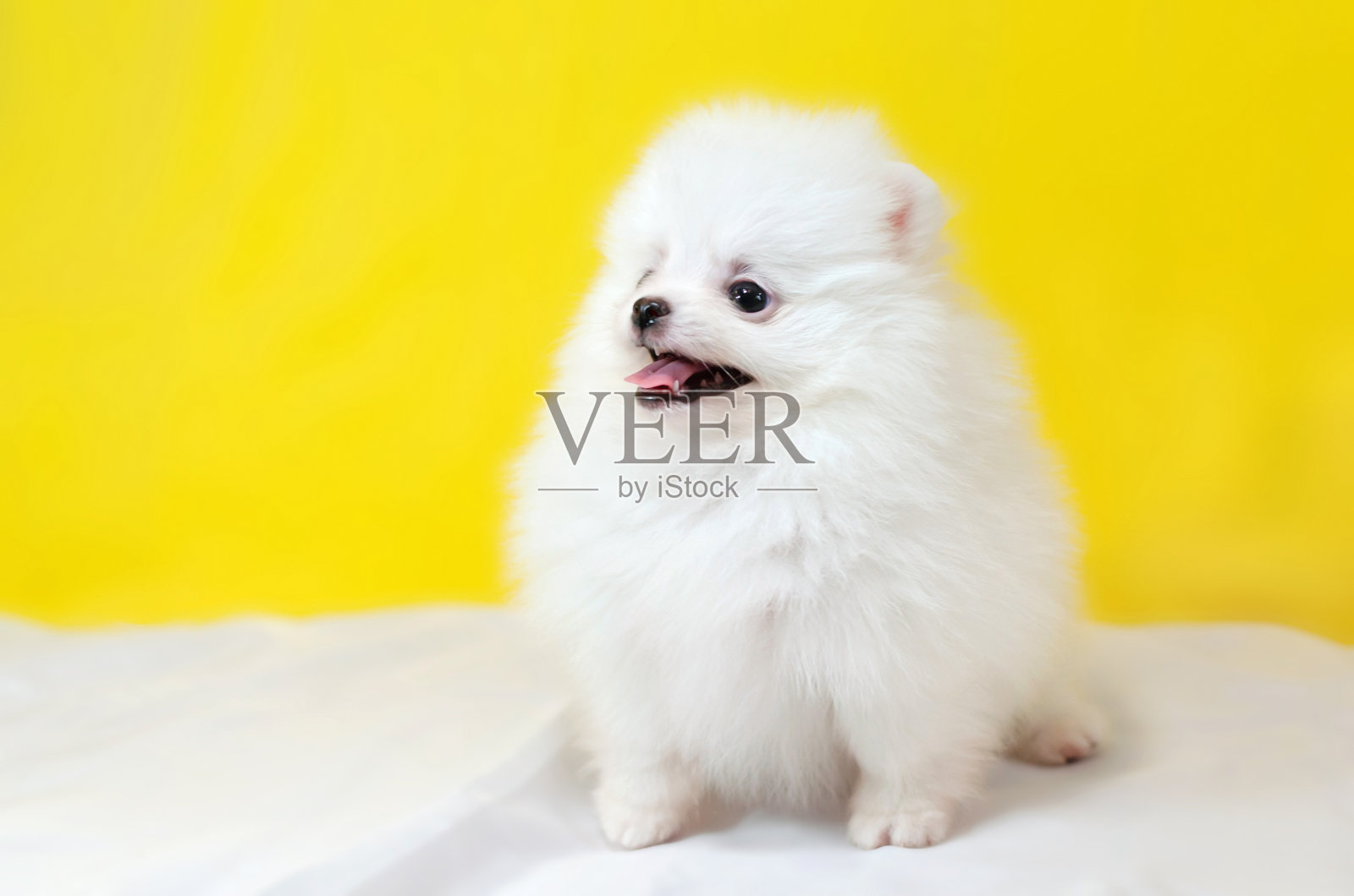 黄色背景上的一个月大的博美犬斯皮兹。照片摄影图片