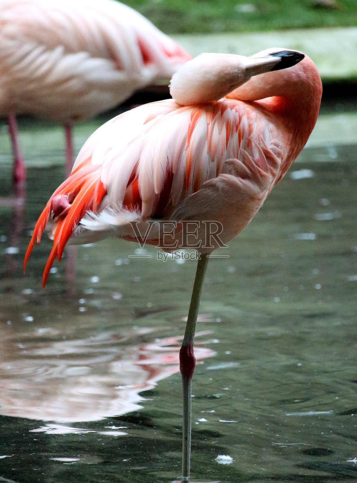粉红色的火烈鸟在花园里照片摄影图片