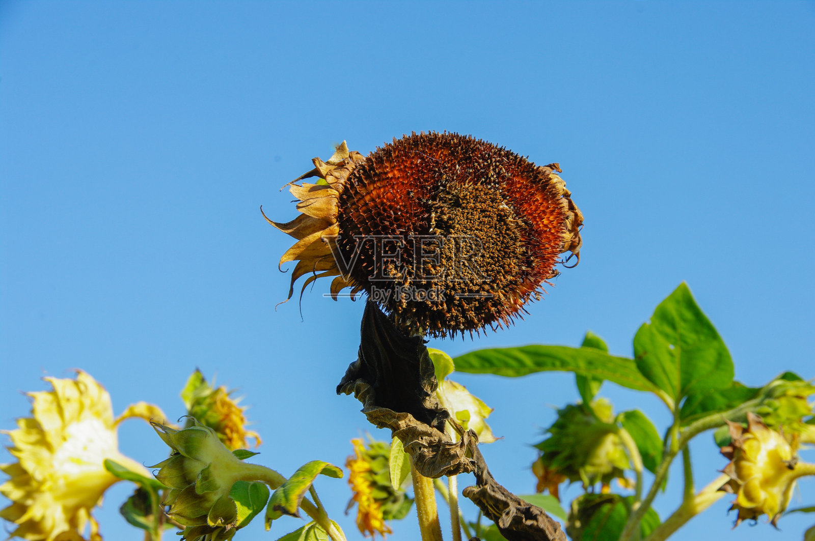 干燥的向日葵照片摄影图片