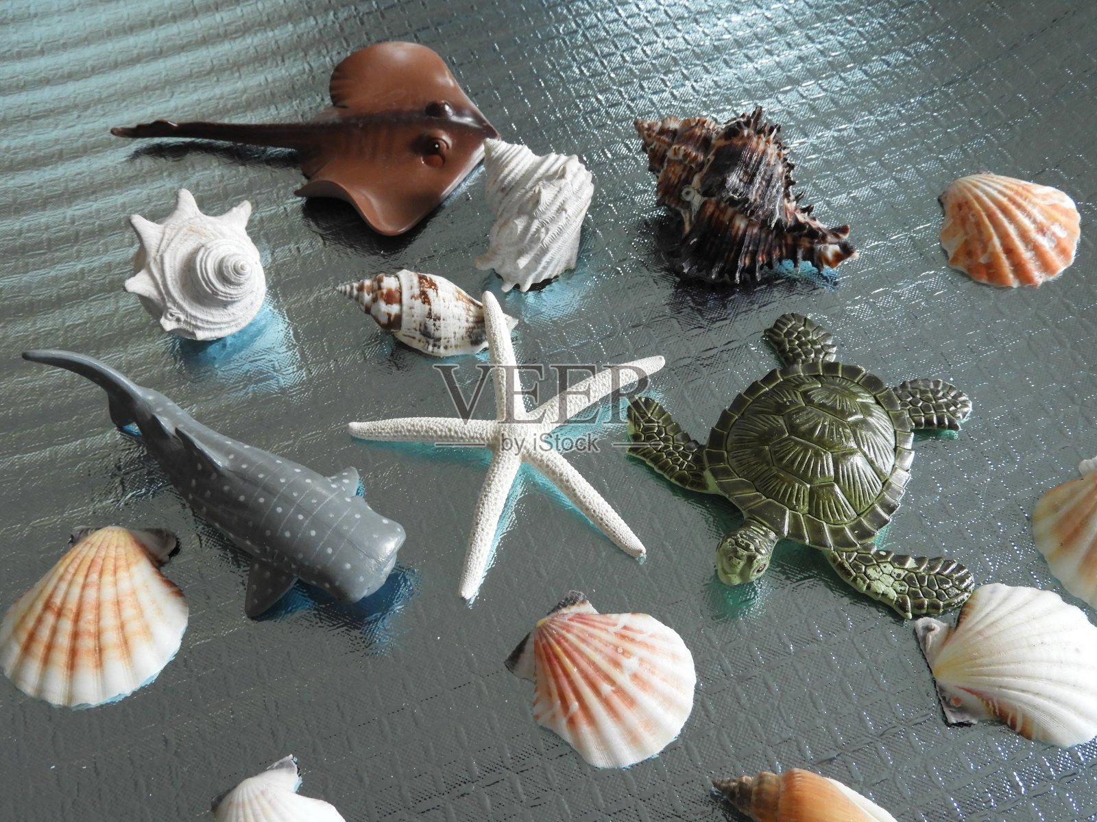 桌上贝壳的高角度视图照片摄影图片