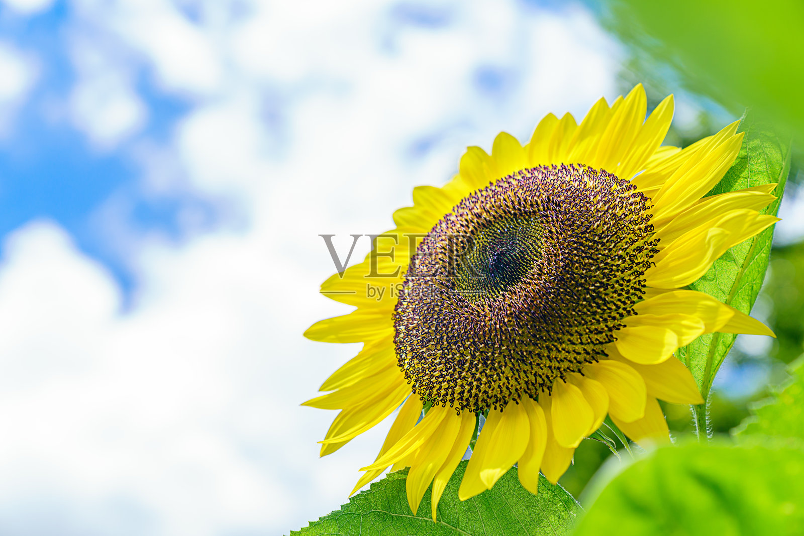 向日葵田景观特写。向日葵盛开。照片摄影图片