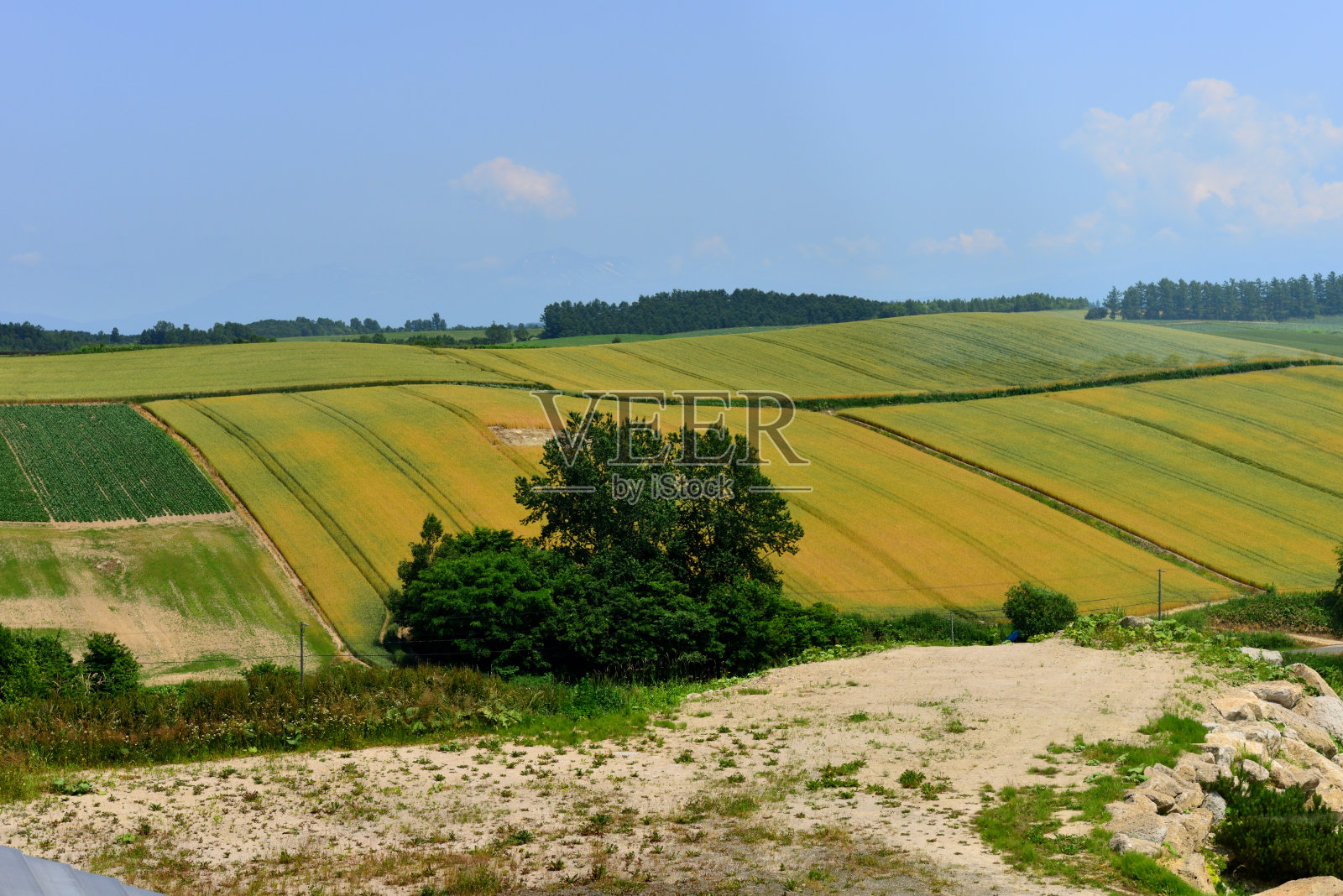 北海道美瑛町广阔、起伏、色彩斑斓的农田照片摄影图片