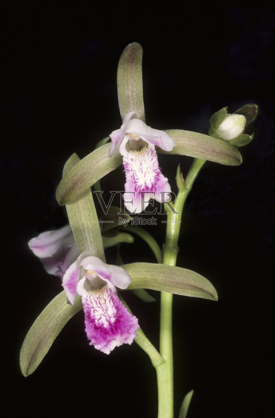 罕见地兰花照片摄影图片