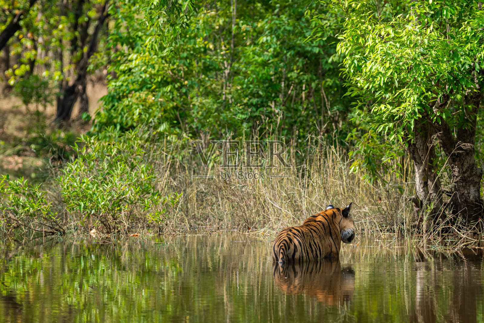 孟加拉虎在水中休息和冷却。动物在绿色的森林溪流。亚洲印度中央邦bandhavgarh国家公园自然栖息地的野猫照片摄影图片