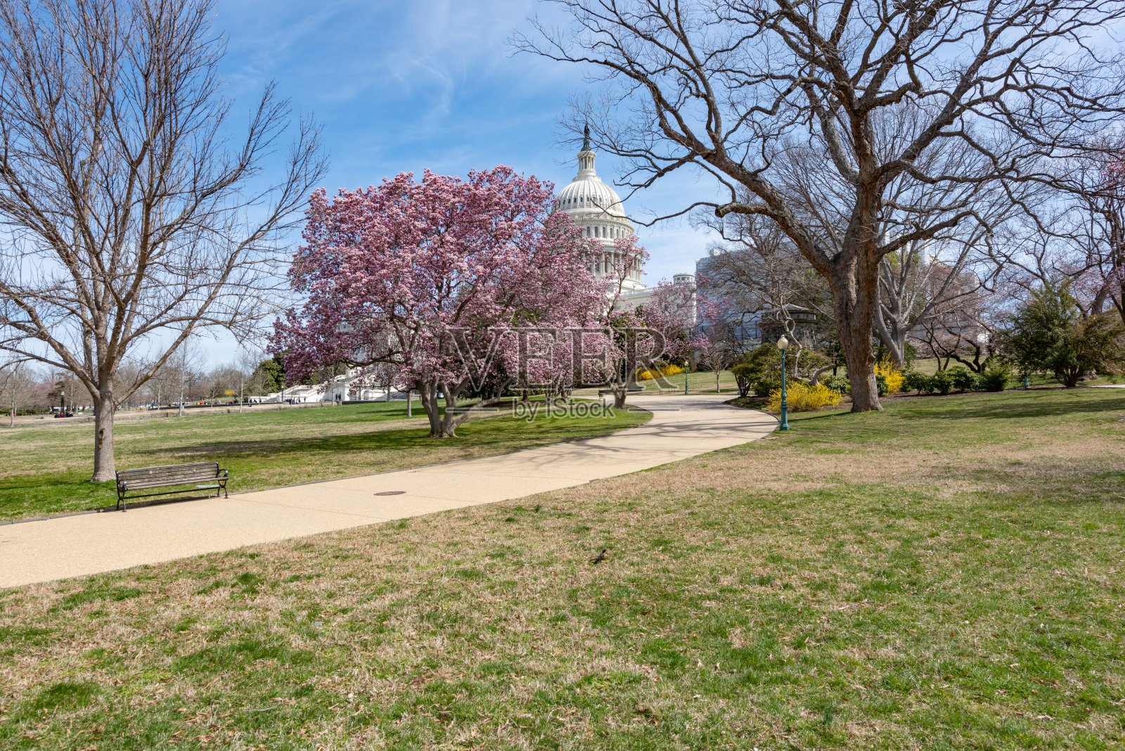 美国首都华盛顿举行的国家樱花节照片摄影图片