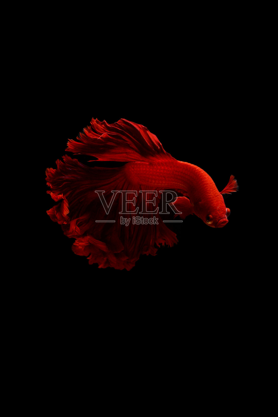 红色暹罗斗鱼斗鱼泰国鱼运动的背景照片摄影图片