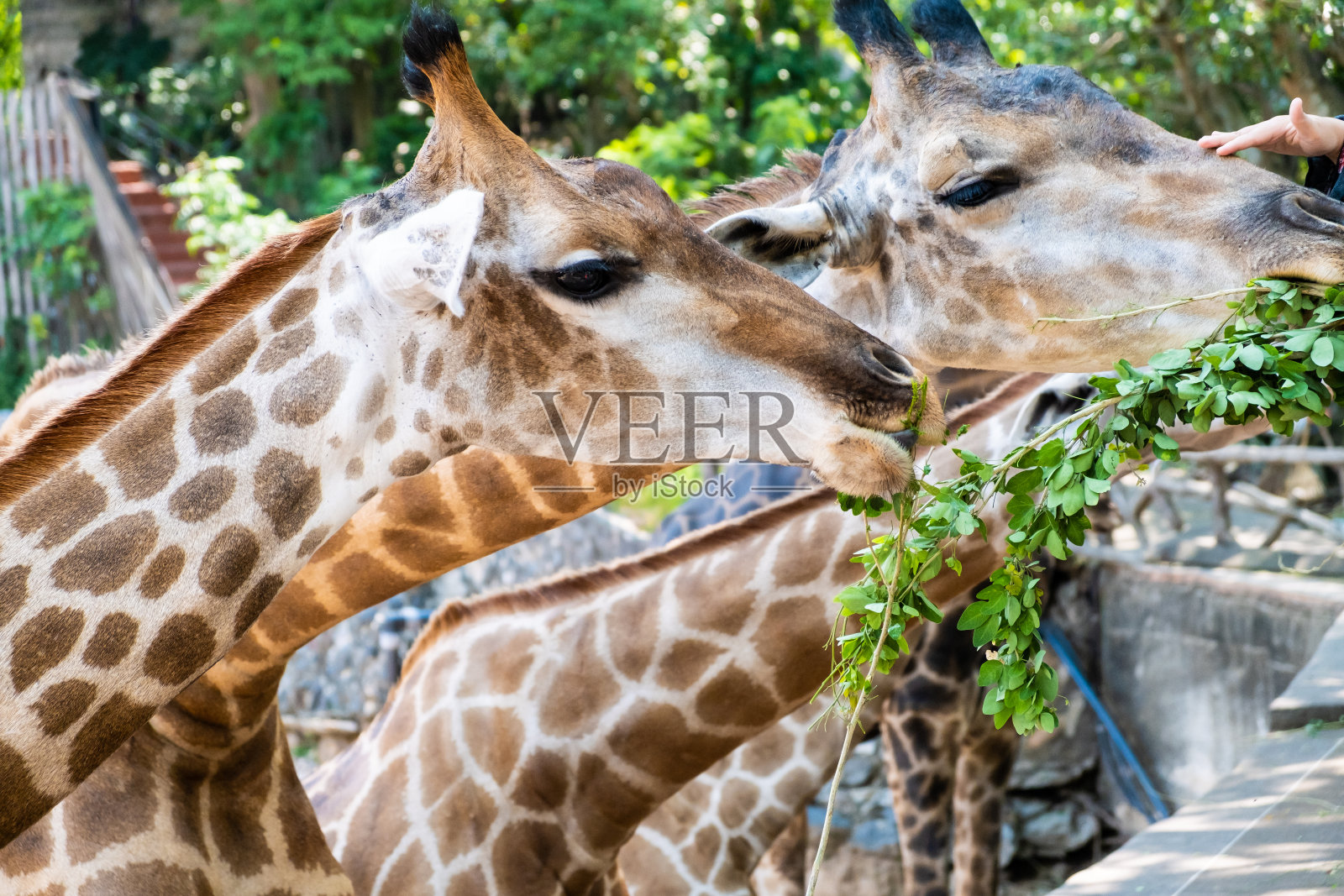 可爱的长颈鹿在咀嚼食物时做出怀疑的表情。动物园里动物的概念。泰国芭堤雅动物园照片摄影图片