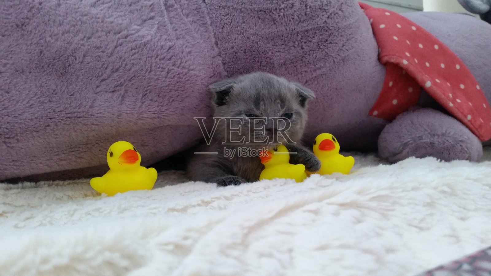 我们的小的兄弟照片摄影图片