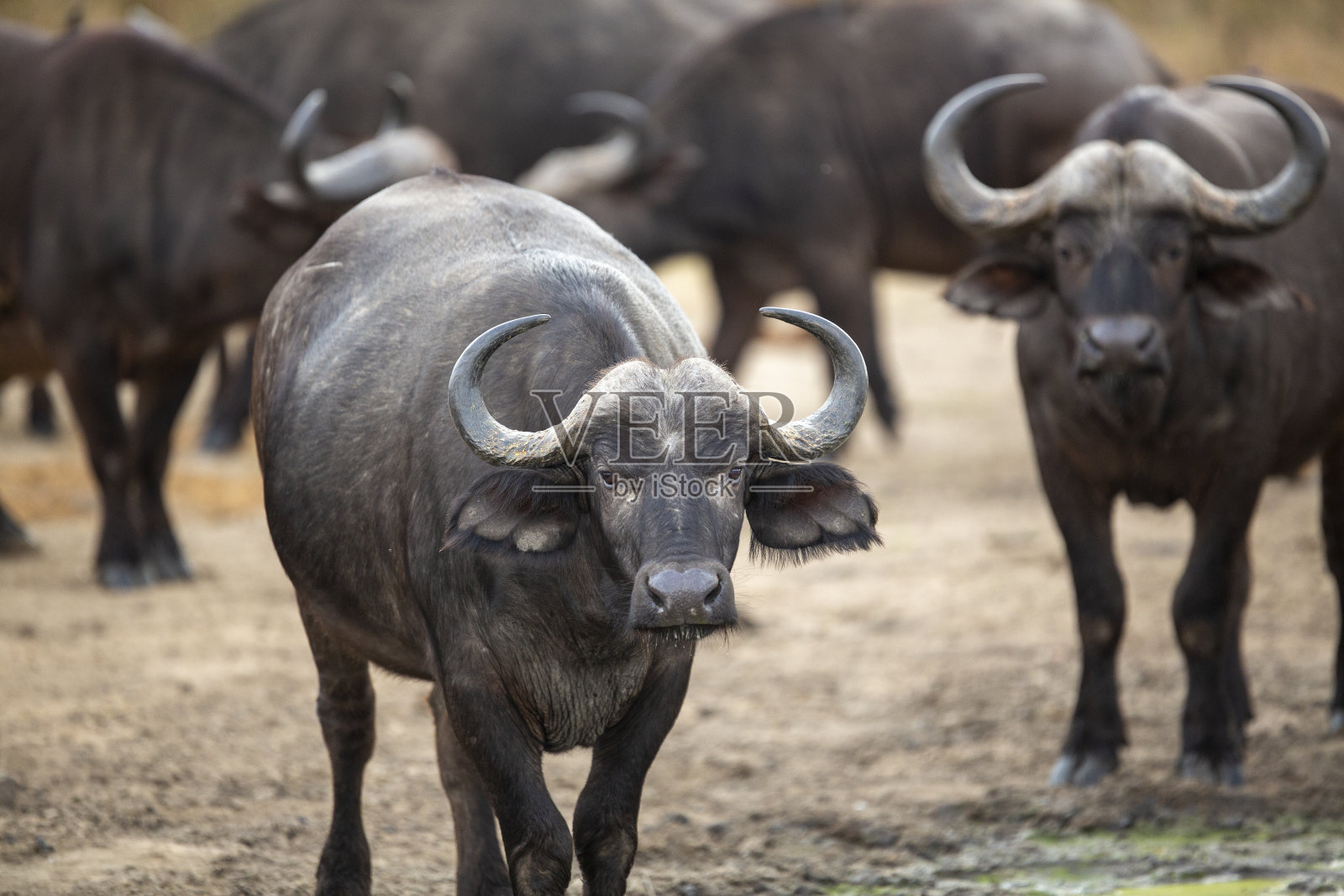 群水牛照片摄影图片