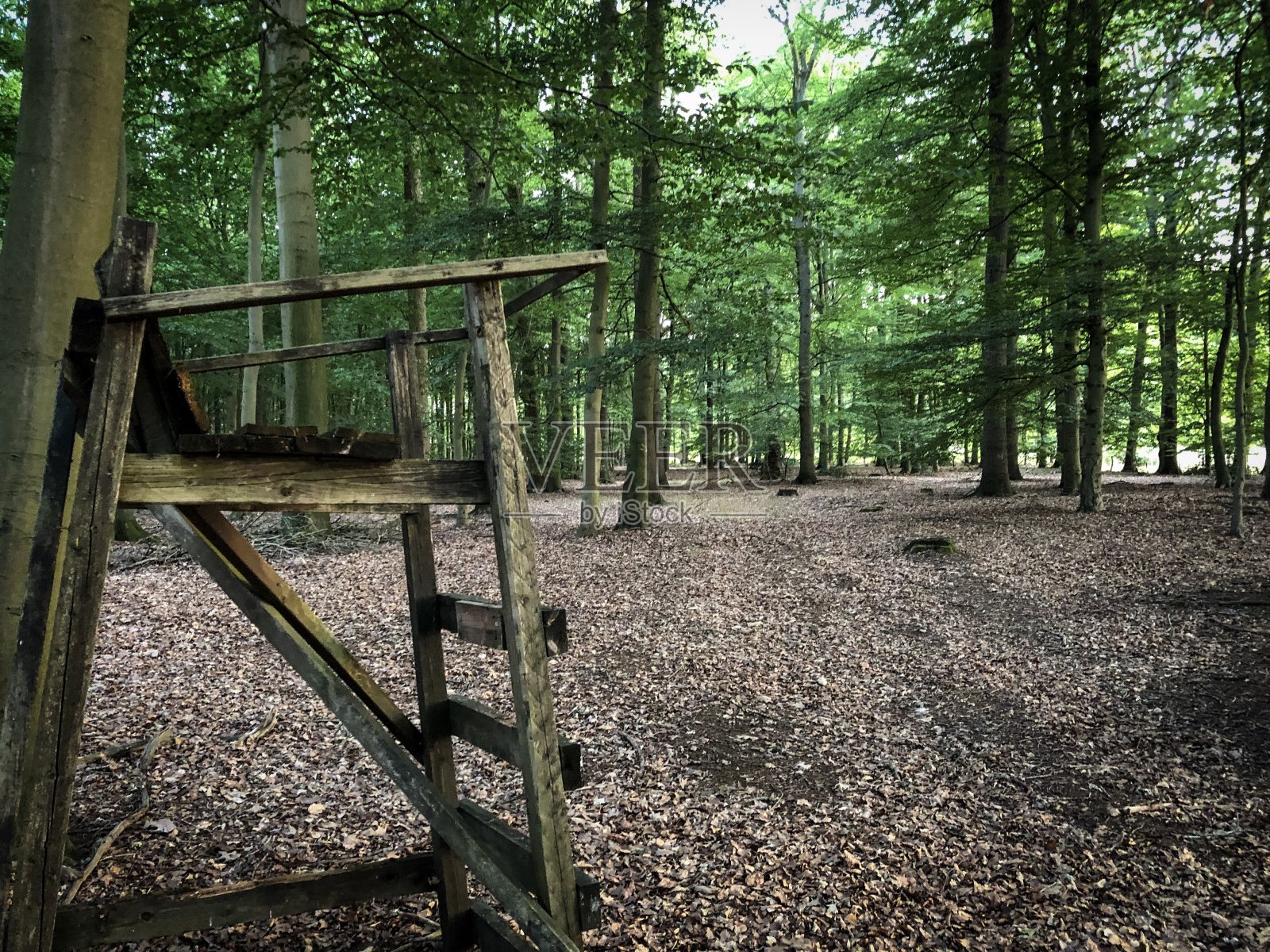 一位老猎人在森林中为一个良好的前景坐在高处照片摄影图片