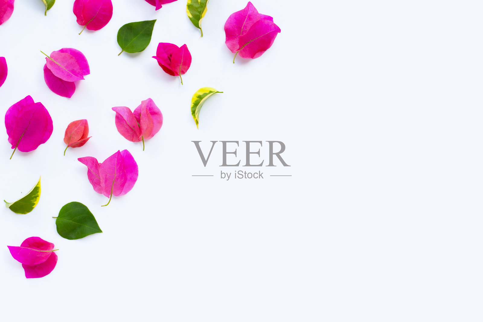 美丽的红色九重葛花在白色的背景。俯视图照片摄影图片