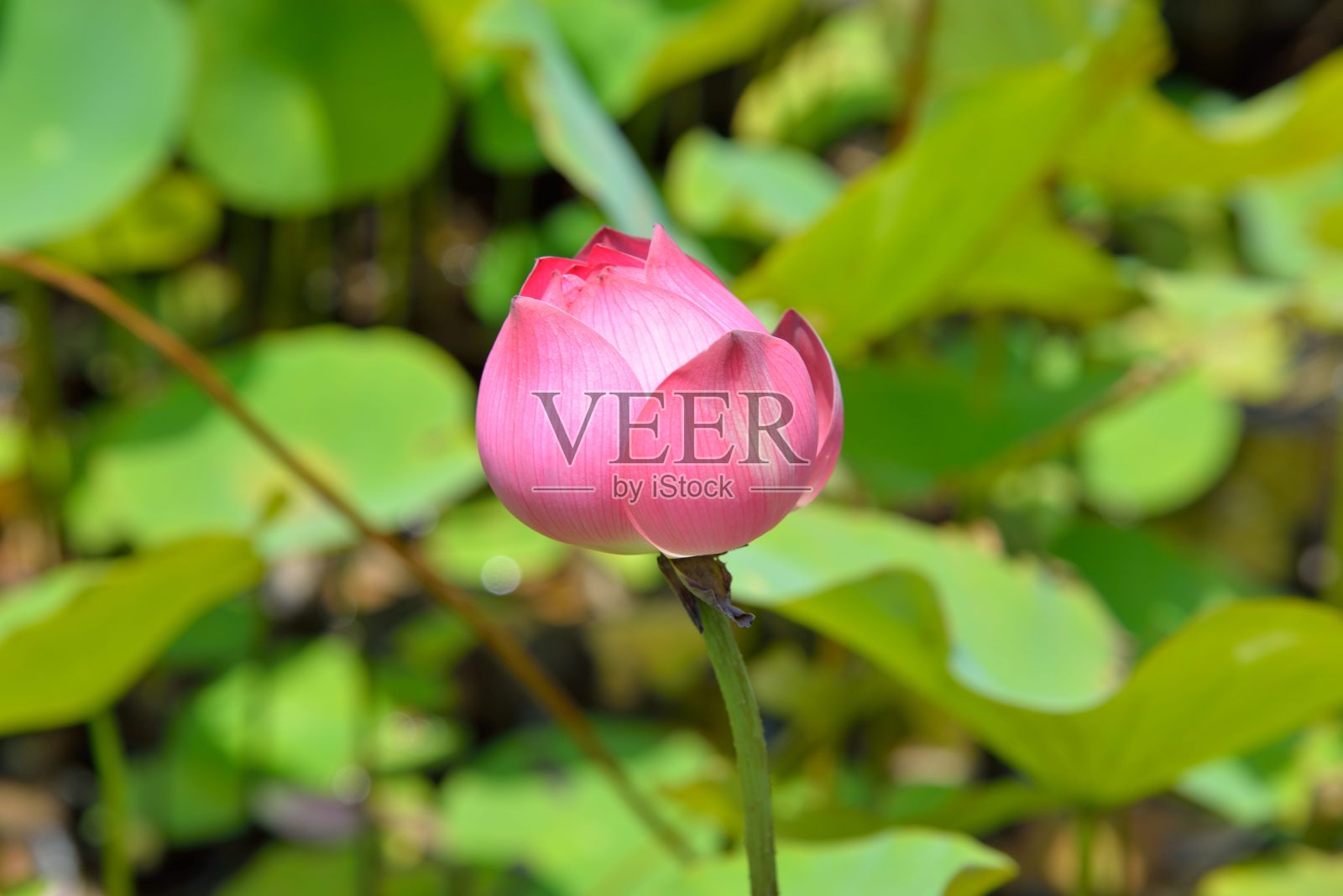 粉红色的莲花照片摄影图片