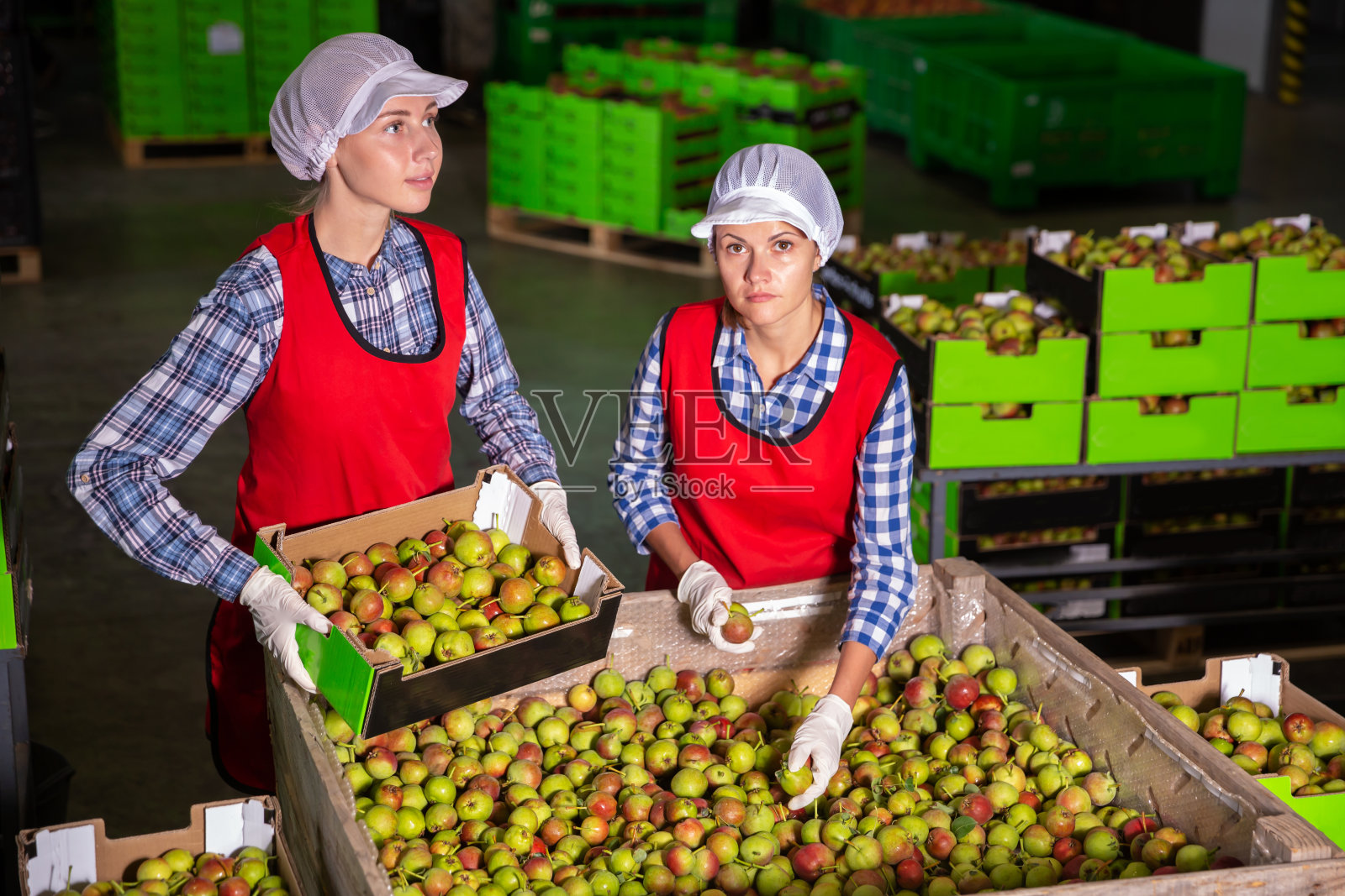妇女在包装梨到板条箱照片摄影图片