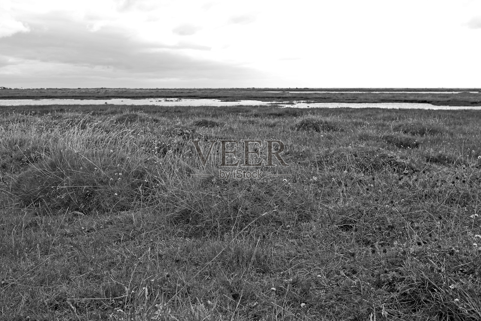 丹麦：卡特加特海峡盐沼岛屿上的茂盛植被照片摄影图片