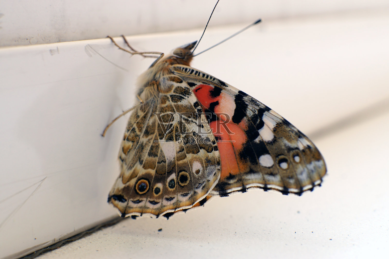 窗台上五颜六色的蝴蝶特写照片照片摄影图片