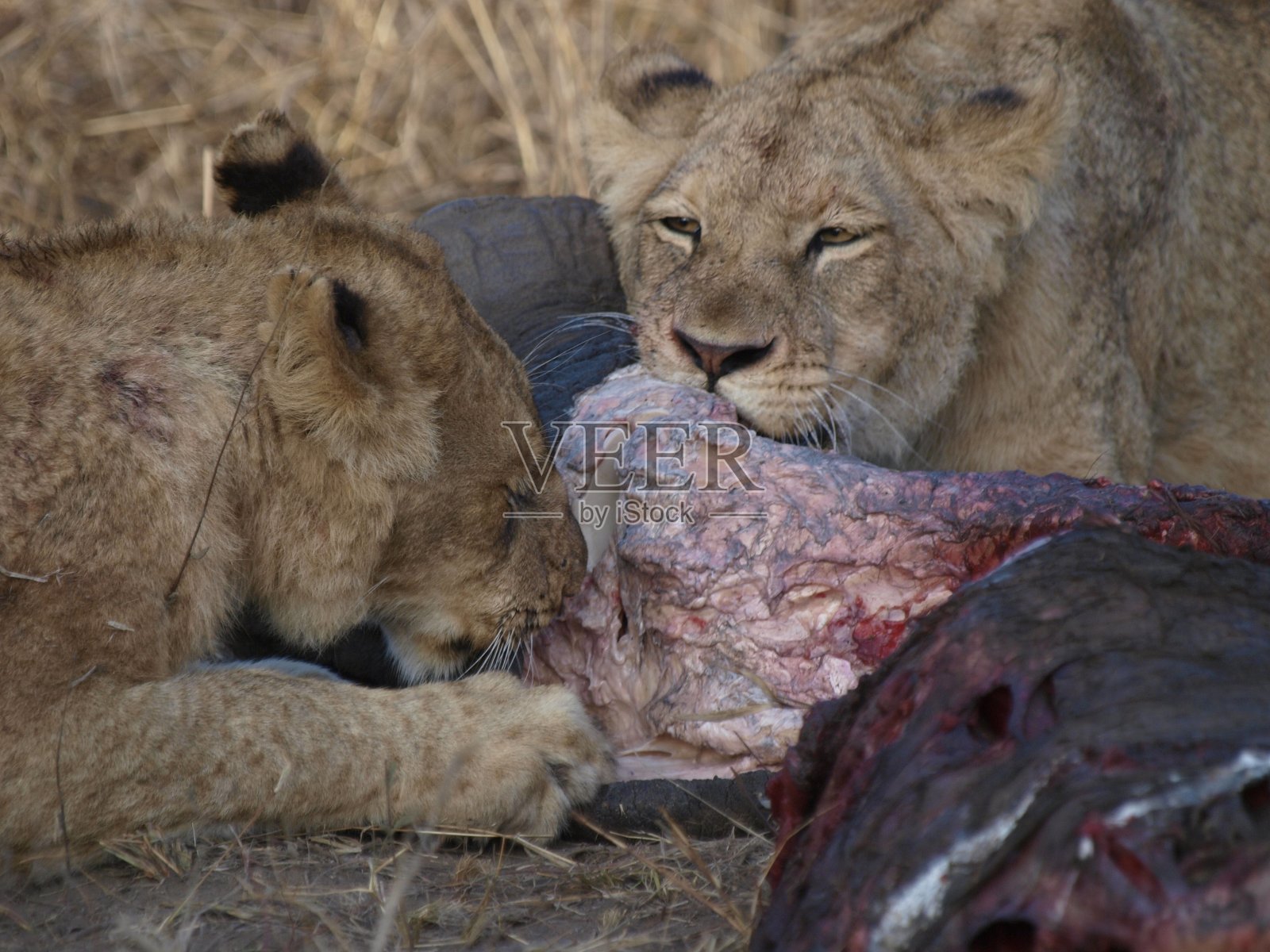 南非大象平原，狮子吃早餐照片摄影图片