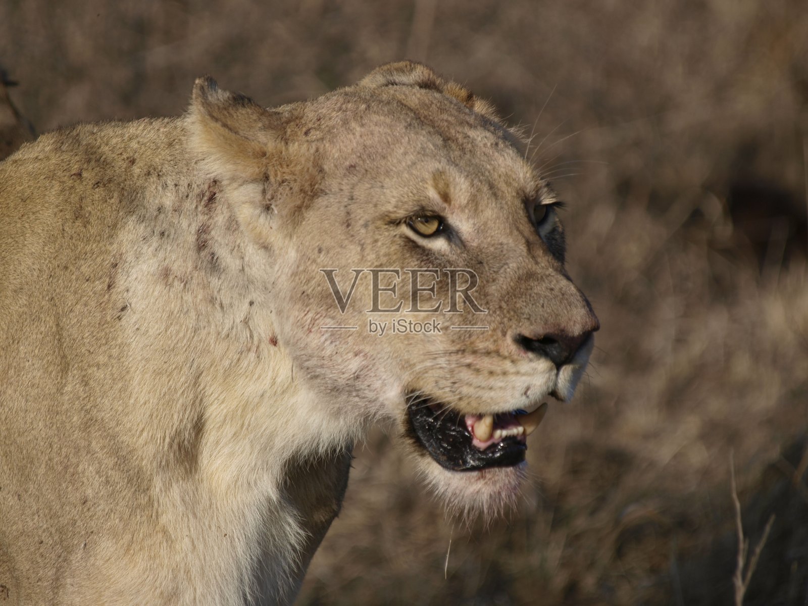 南非大象平原，狮子吃早餐照片摄影图片