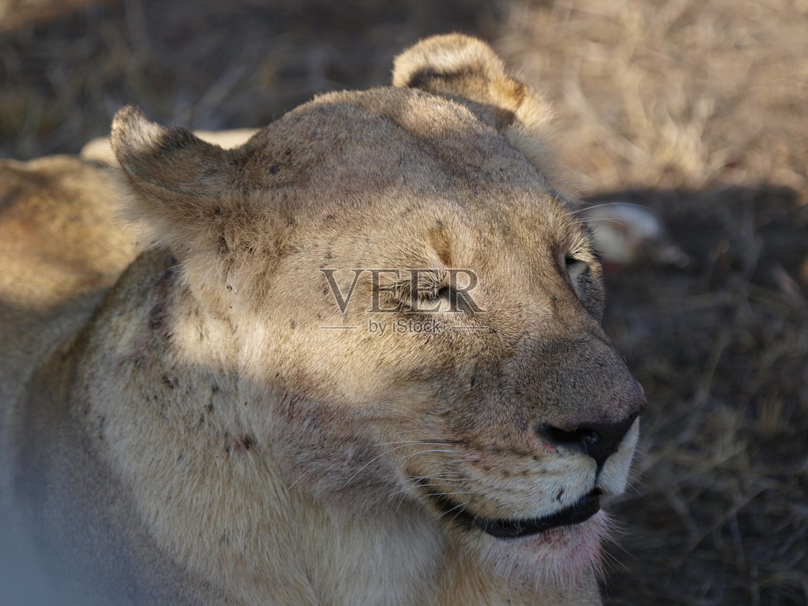 南非大象平原，狮子吃早餐照片摄影图片