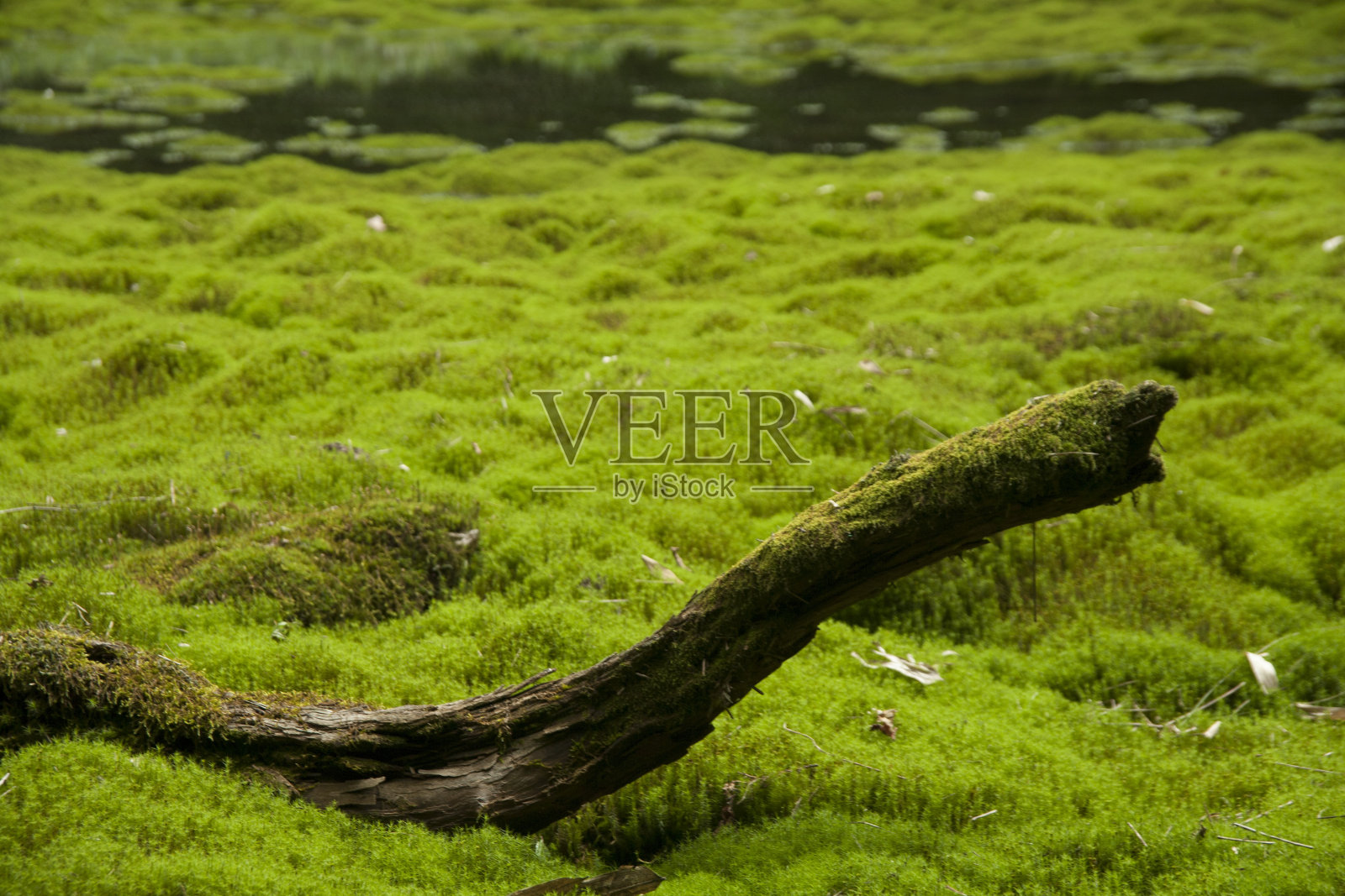 草地上的苔藓照片摄影图片