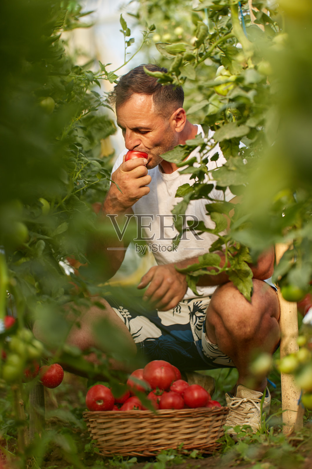 农夫摘西红柿照片摄影图片