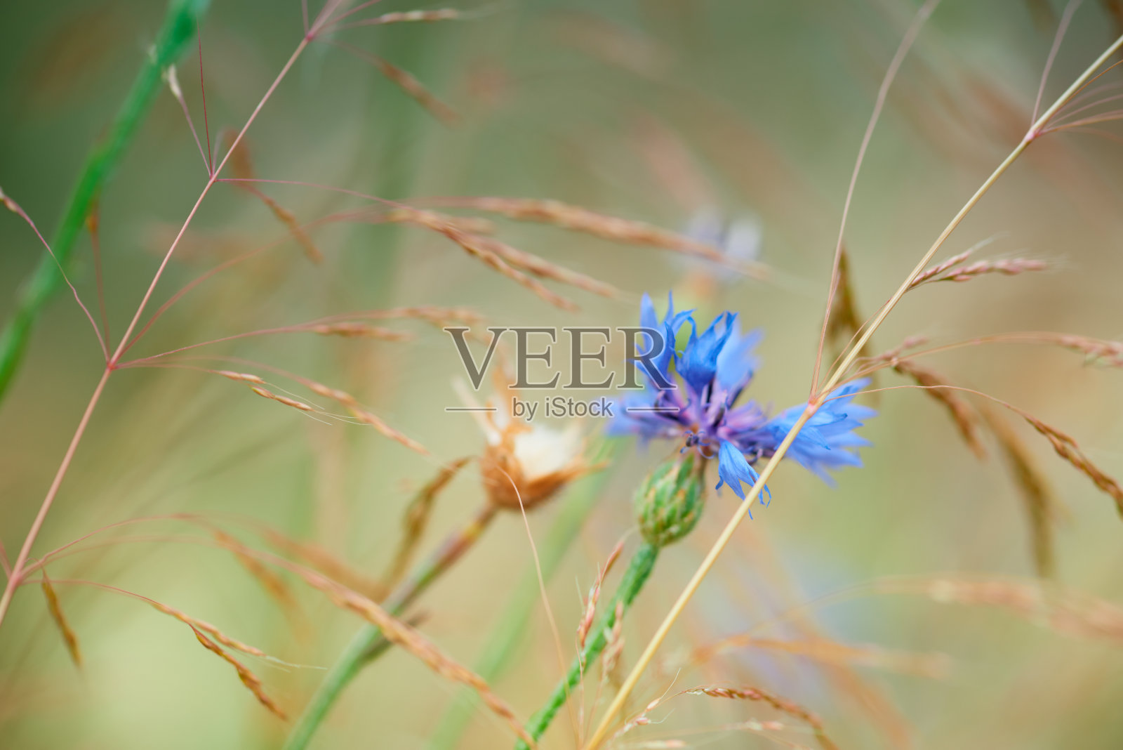 阳光下开着矢车菊的麦田。有选择性的重点。植物的背景。照片摄影图片