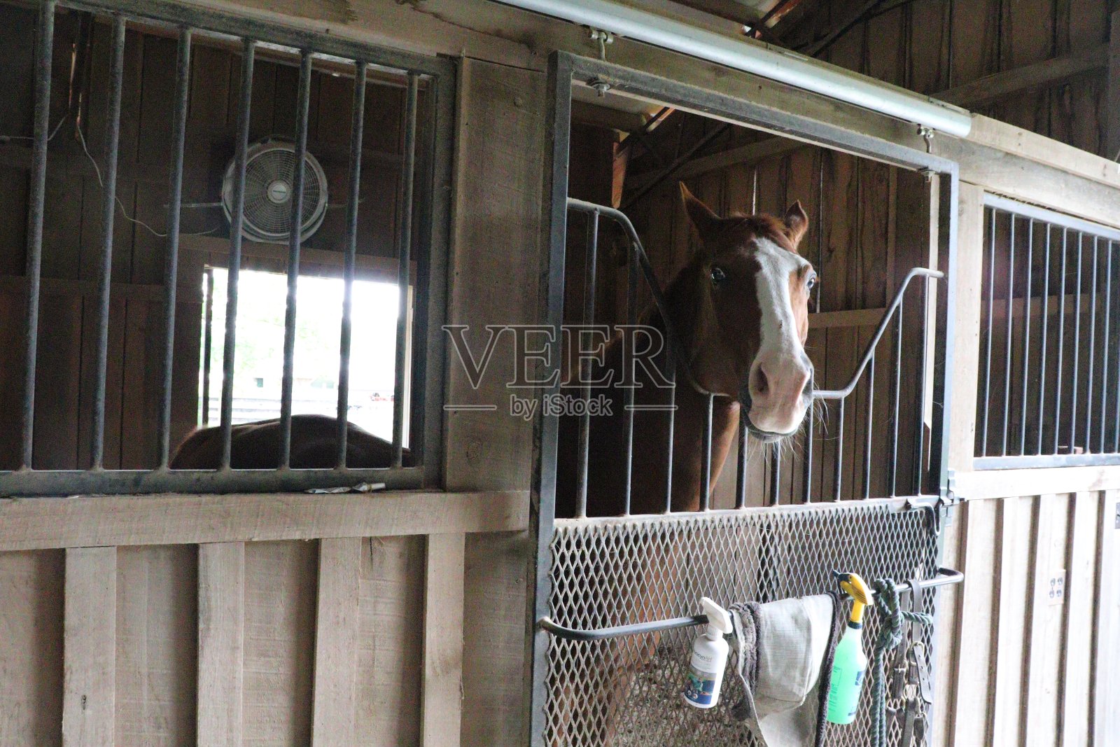 马照片摄影图片