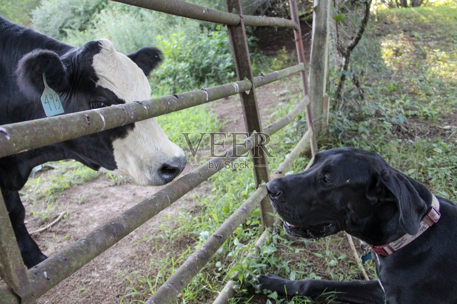 白色脸的黑色安格斯牛和黑色大丹犬在野外交朋友照片摄影图片