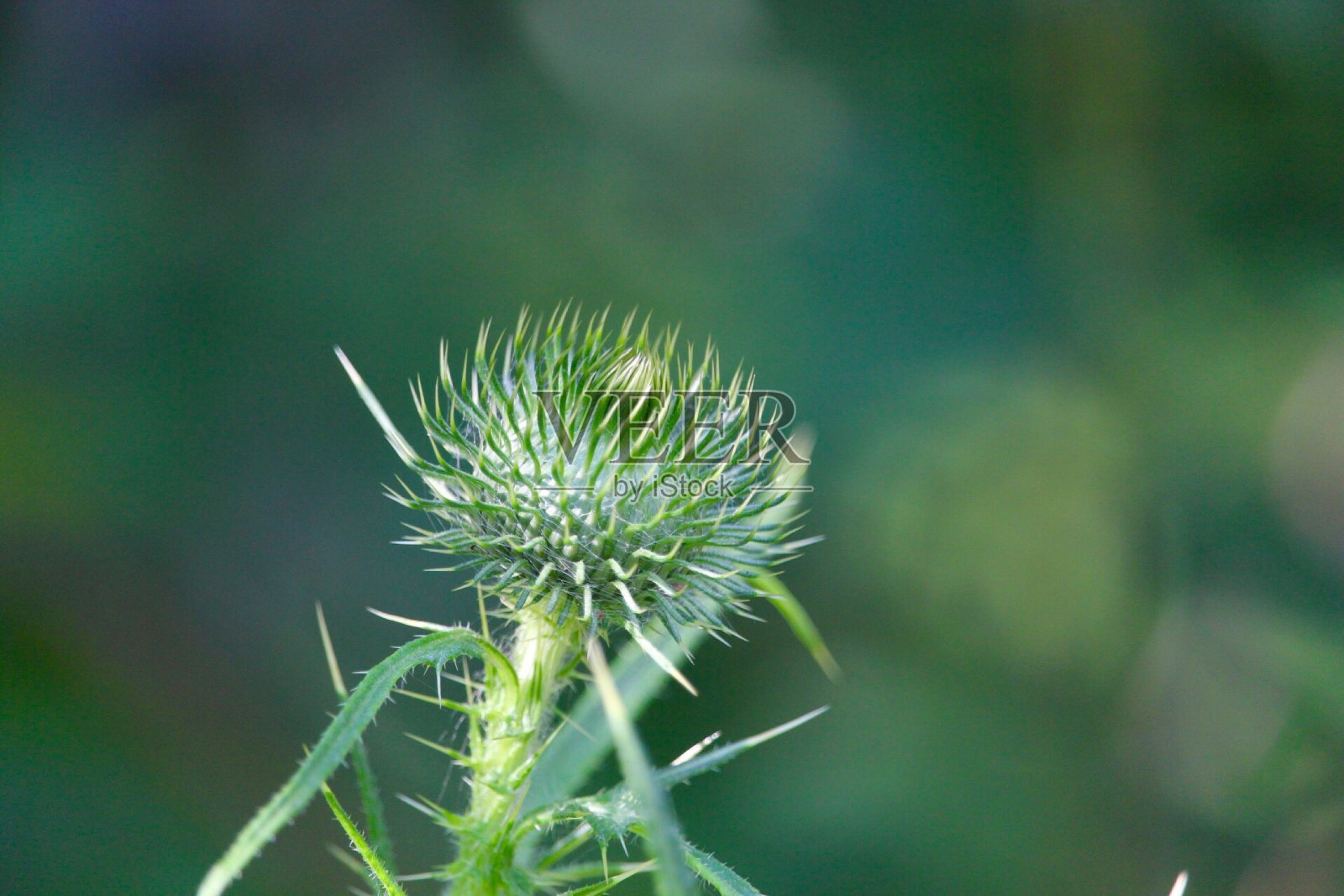 不管叫什么名字，都是刺照片摄影图片