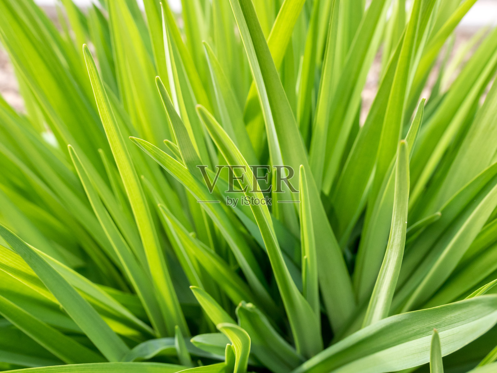 在阳光明媚的日子里，草地上绿油油的草显得格外鲜艳。自然的夏季春季背景特写。照片摄影图片