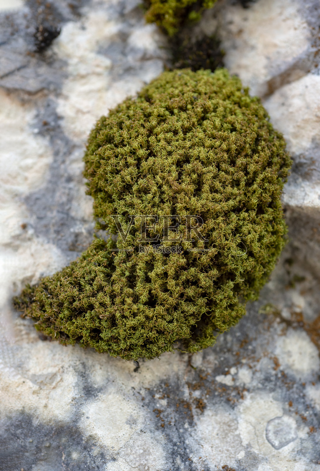 莫斯照片摄影图片