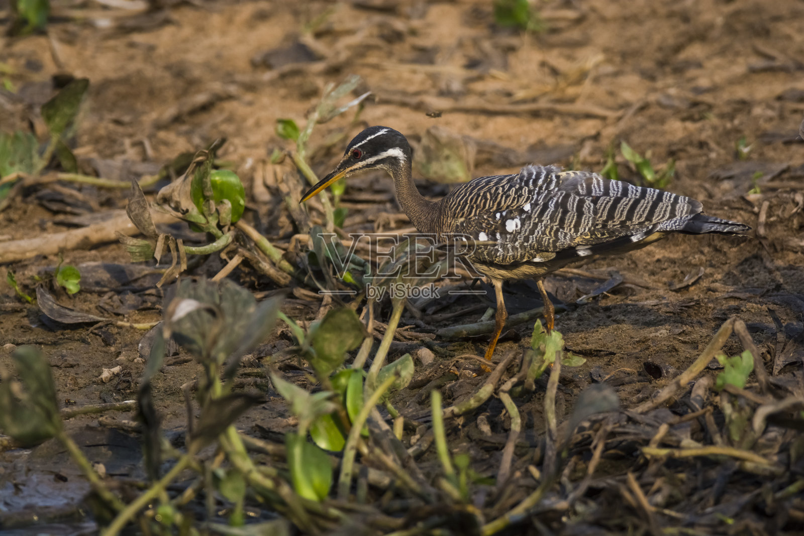 大鸟照片摄影图片