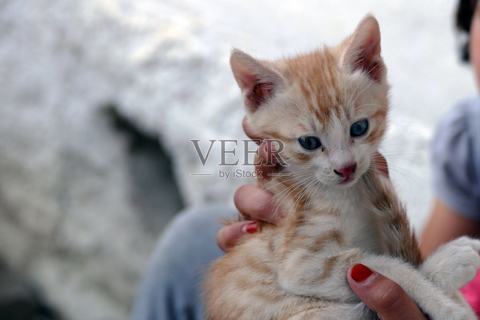 可爱的蓝眼睛小猫，蓝眼睛小猫，趴在一个人的大腿上照片摄影图片