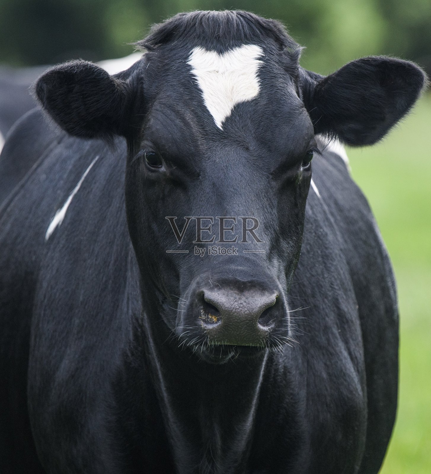 一张黑白奶牛的特写照片照片摄影图片
