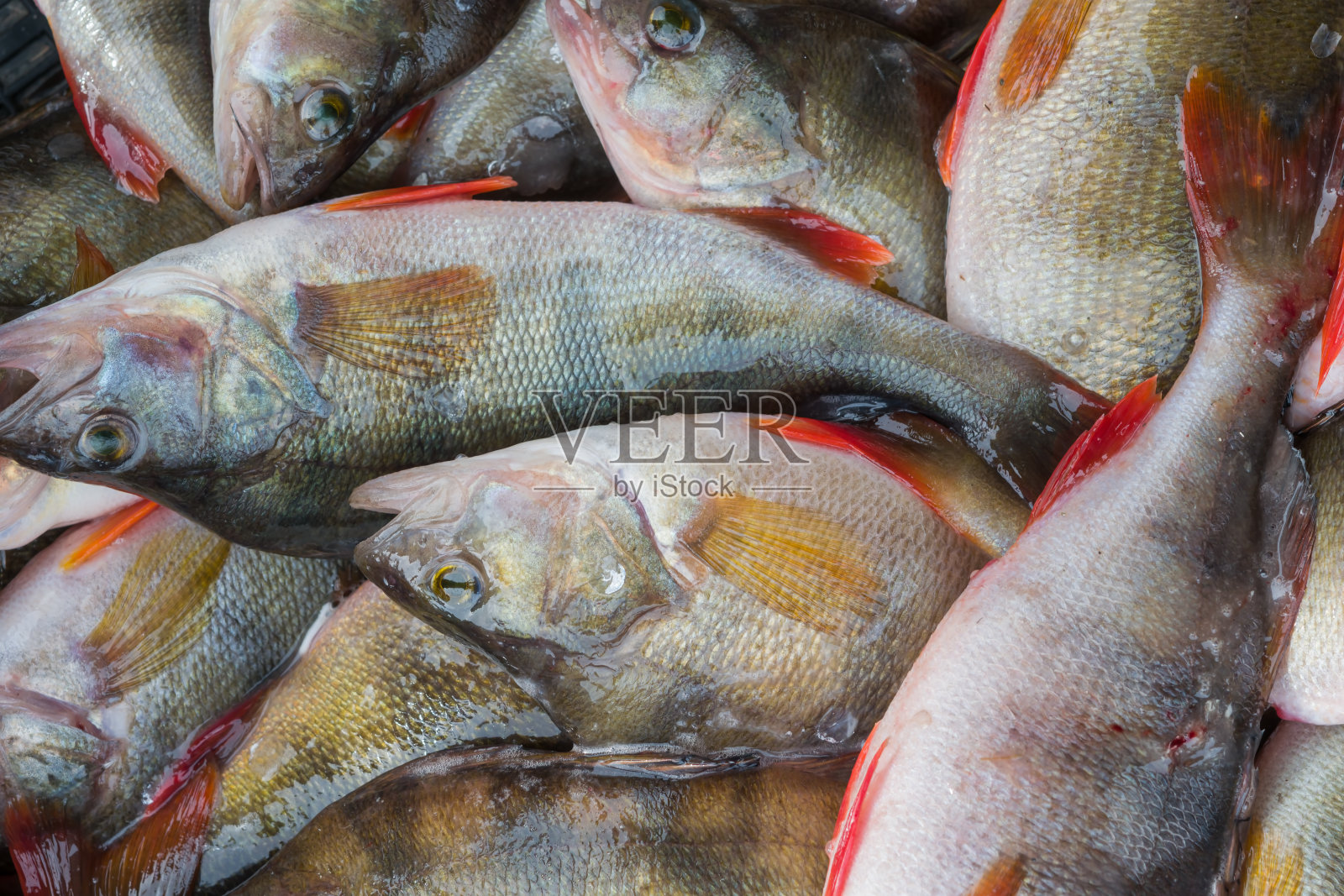 新鲜的生河鱼鲈鱼的背景照片摄影图片