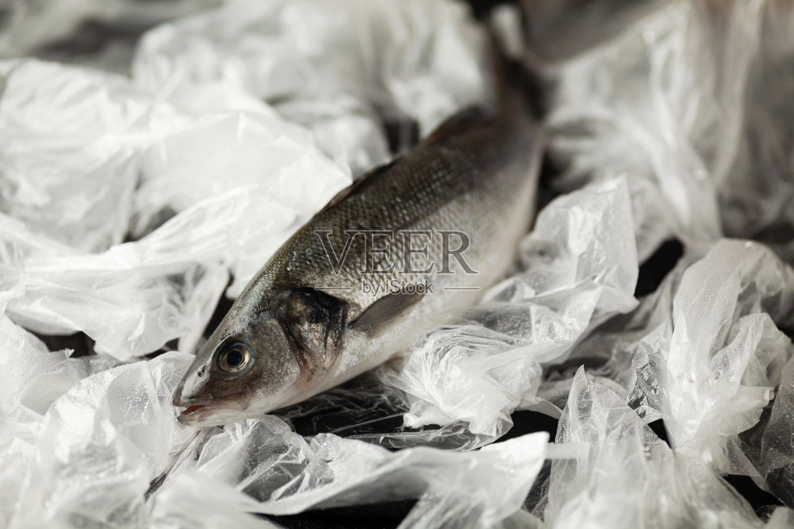 死鱼和海洋污染，塑料袋在环境中。海洋野生生物，生态系统危害照片摄影图片