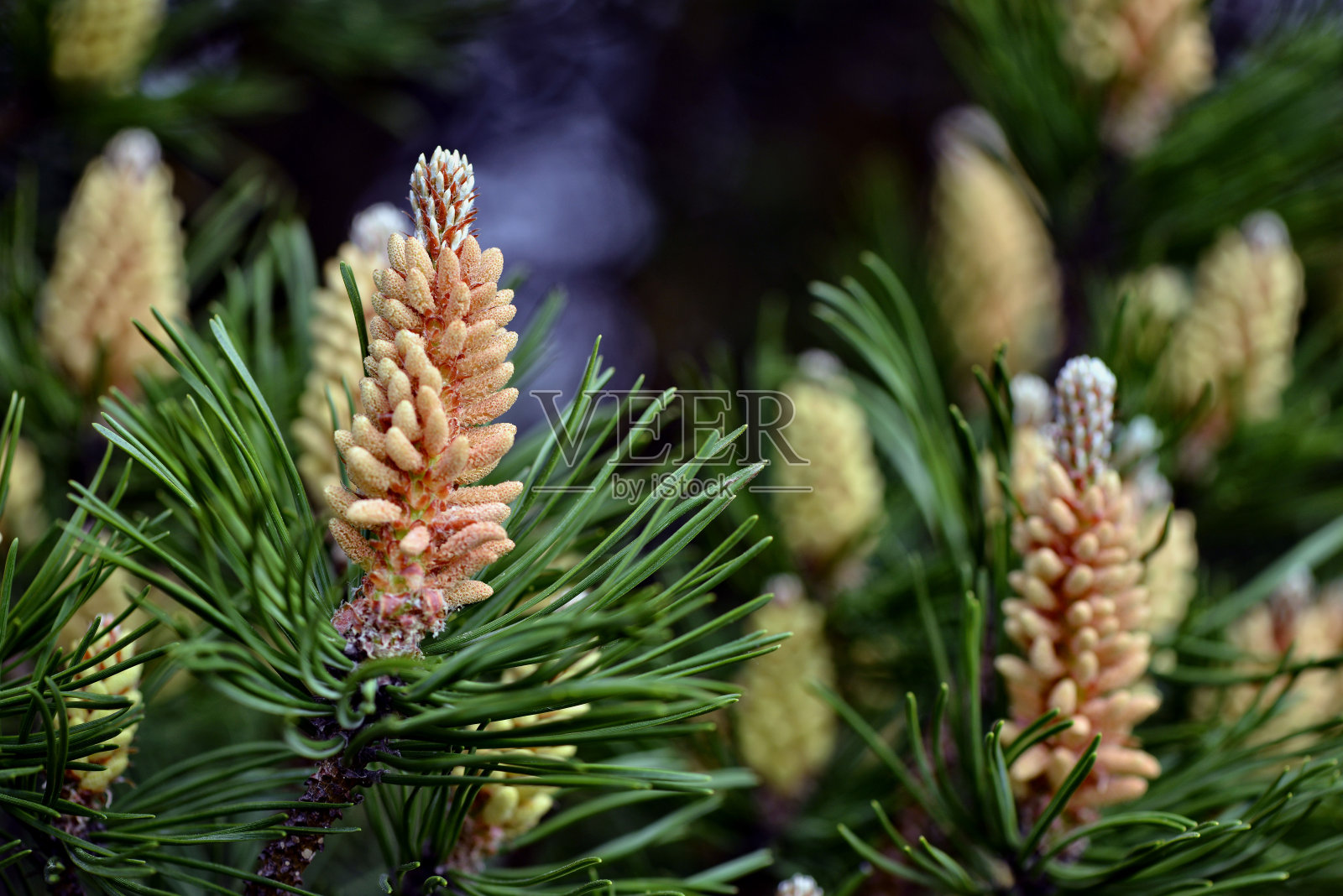 选择性聚焦特写摄影。有幼球果的装饰松树。新鲜云杉芽，自然背景。照片摄影图片