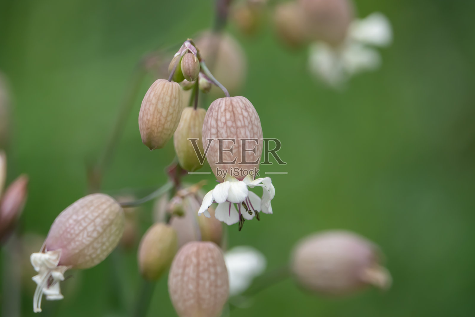 膀胱剪接花在春天开放照片摄影图片