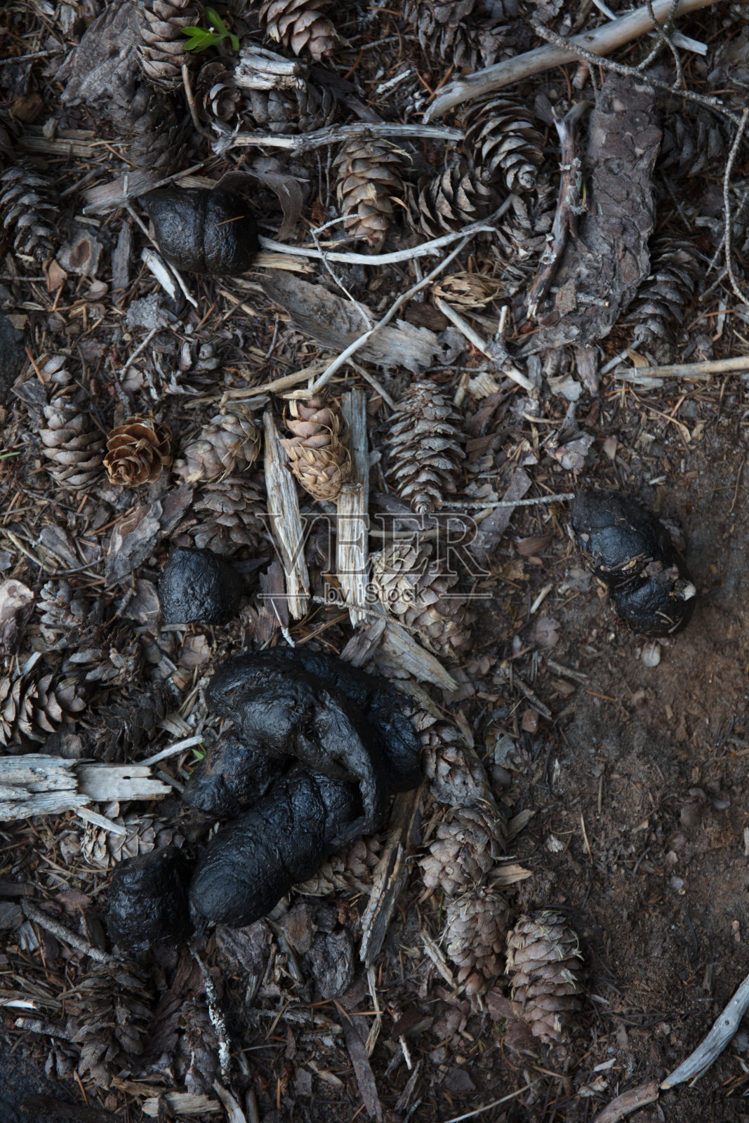 荒野里的熊大便照片摄影图片