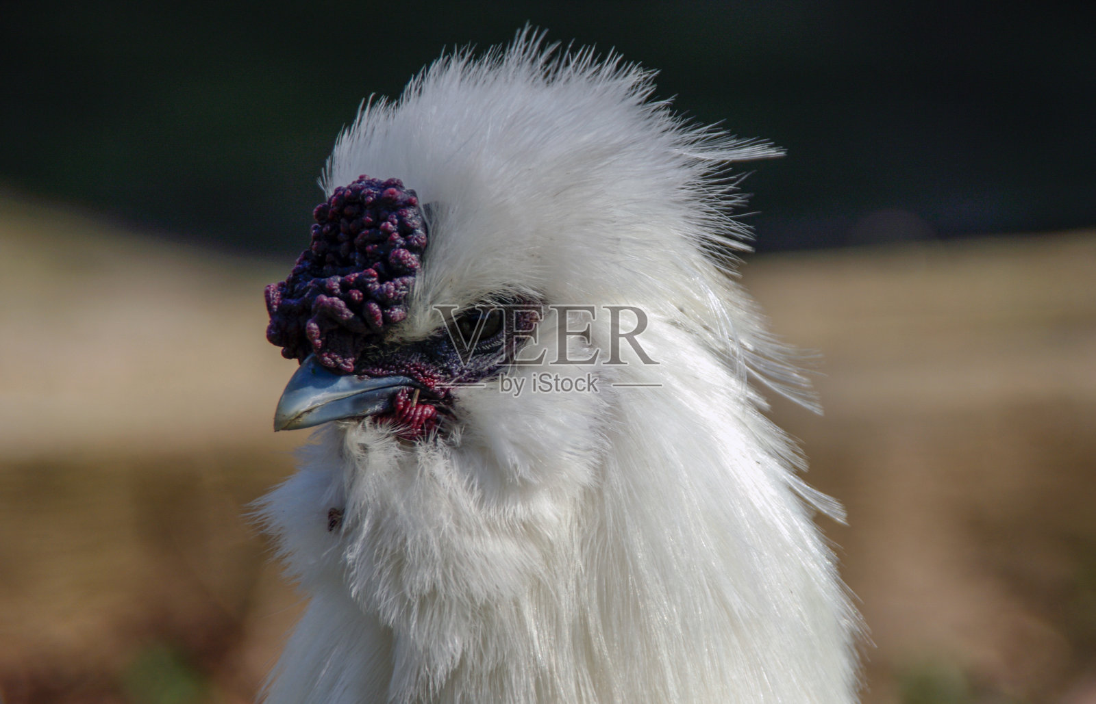 Silkie鸡照片摄影图片