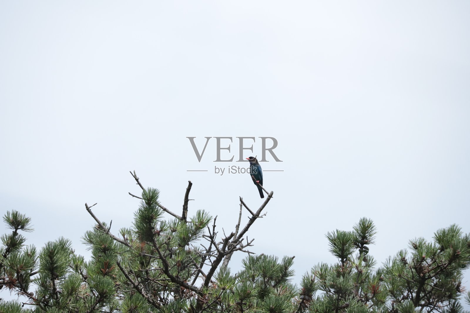 蓝知更鸟照片摄影图片