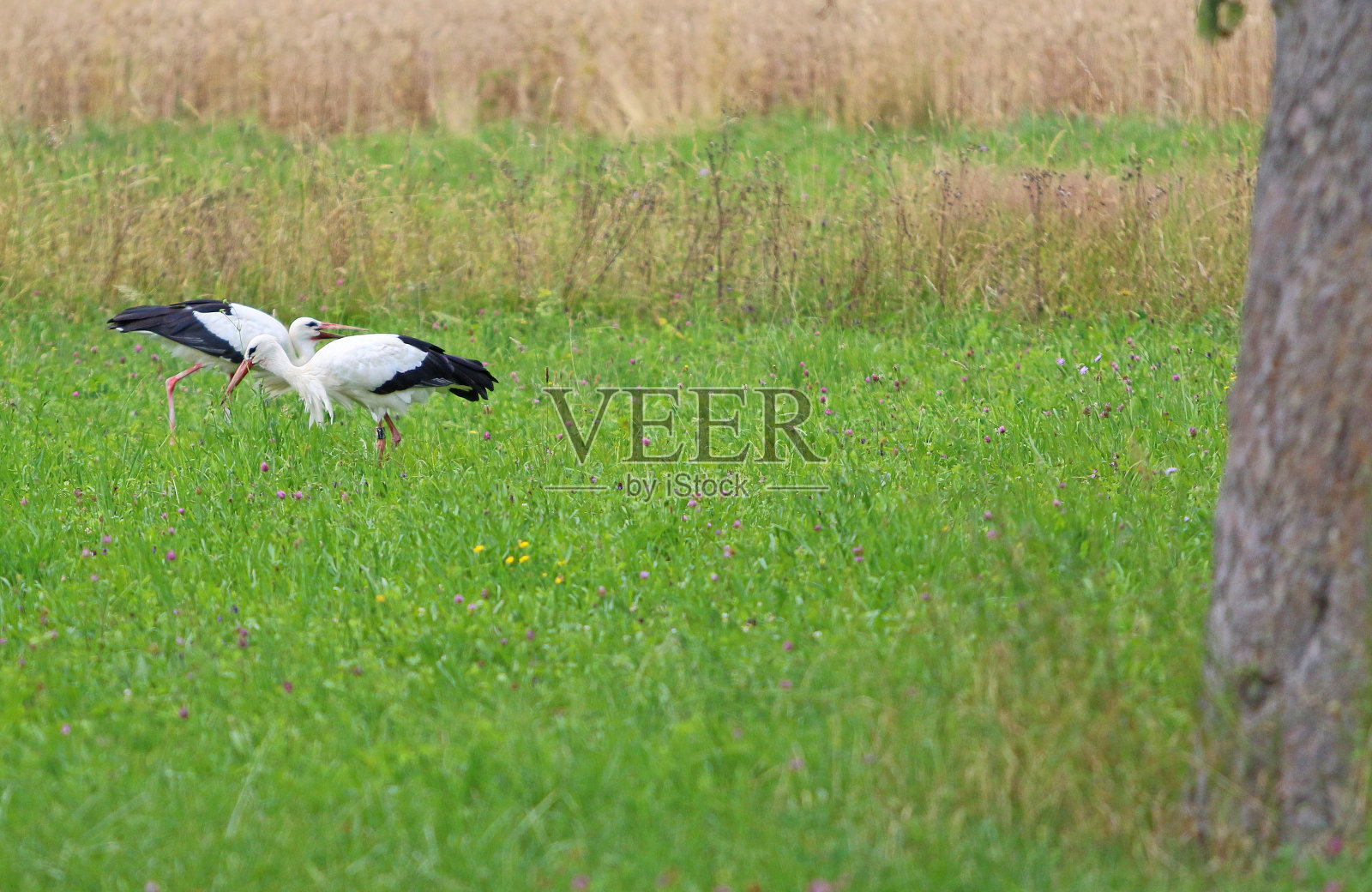 夏天的鹳照片摄影图片
