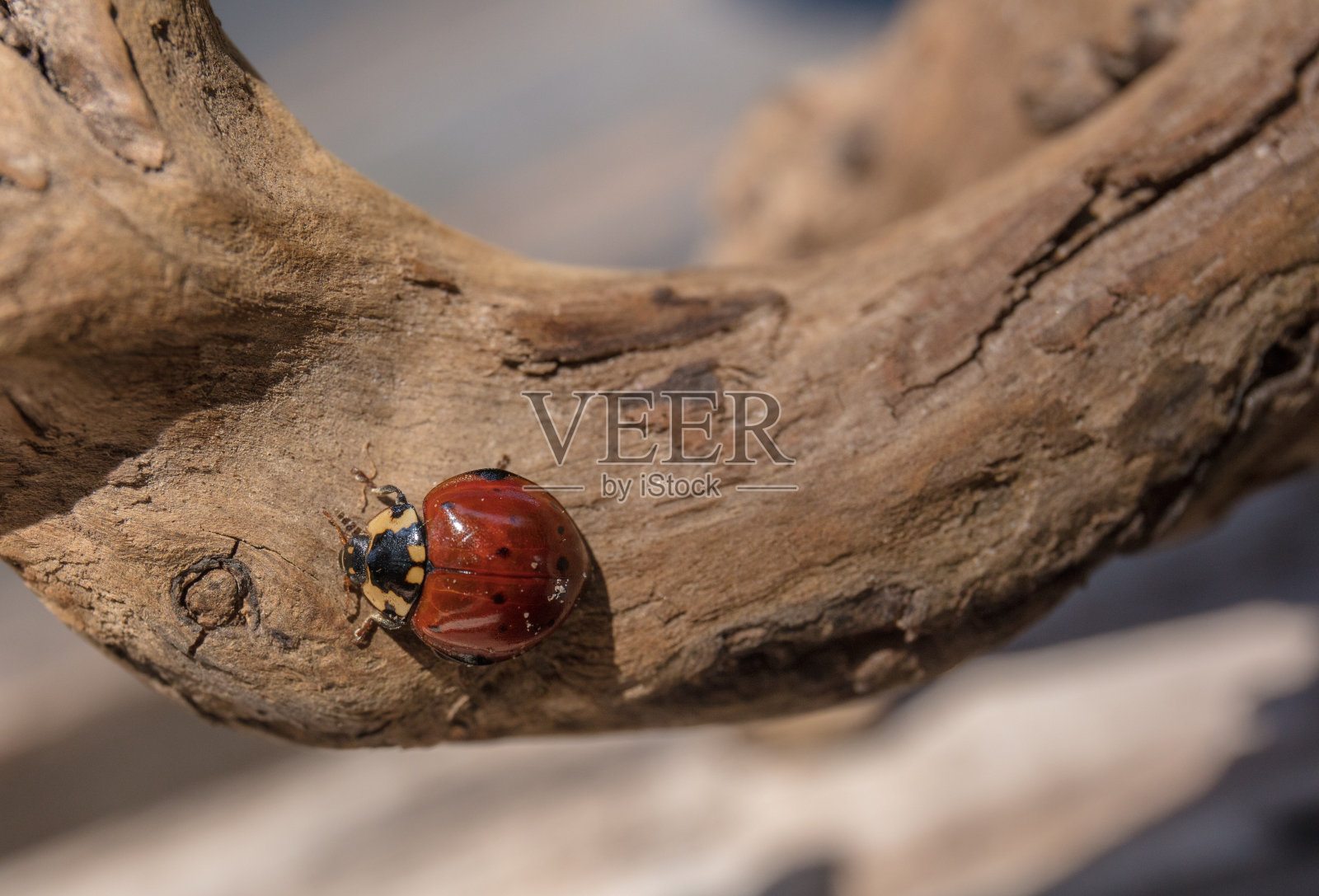 瓢虫在木照片摄影图片