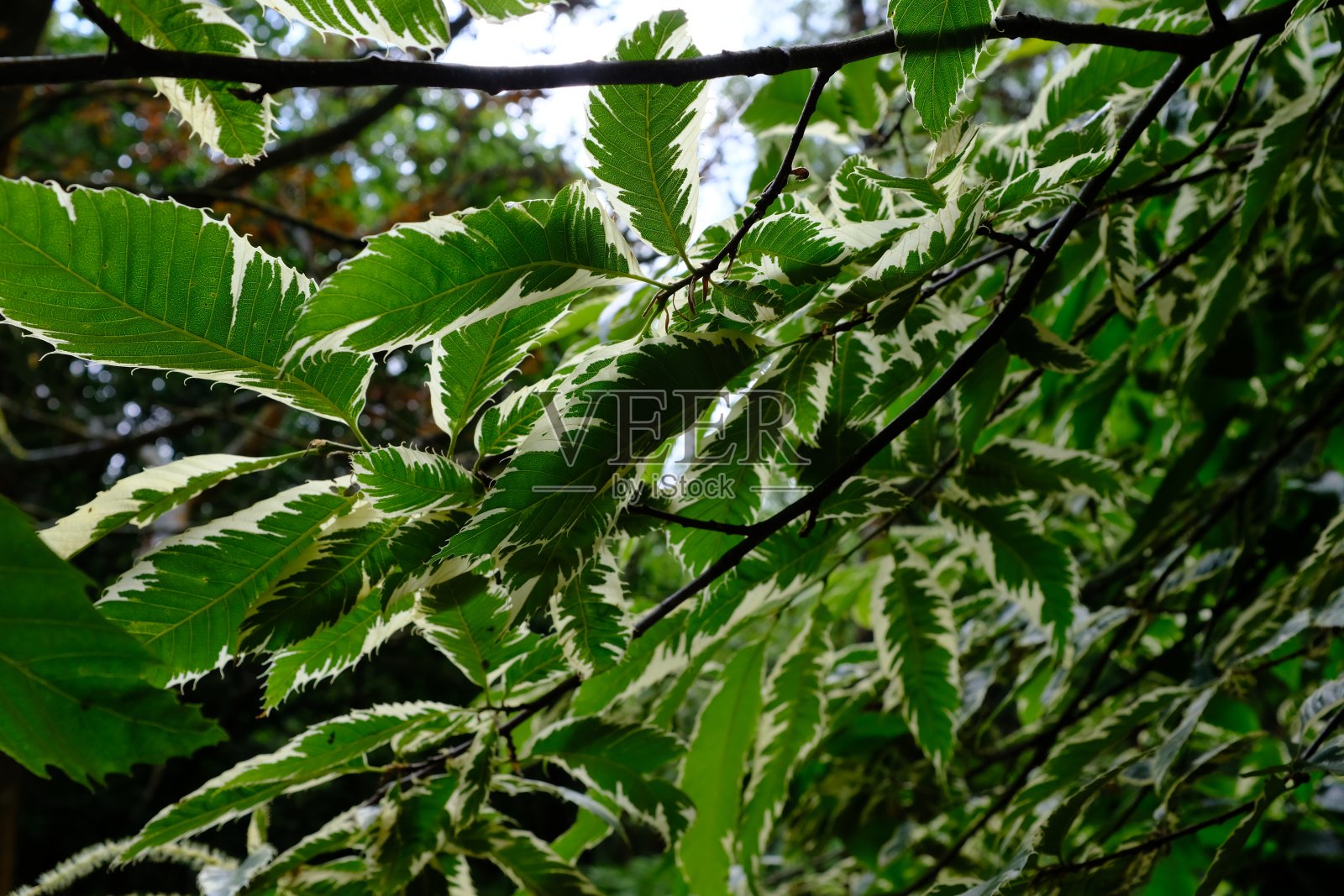 杂色甜板栗照片摄影图片