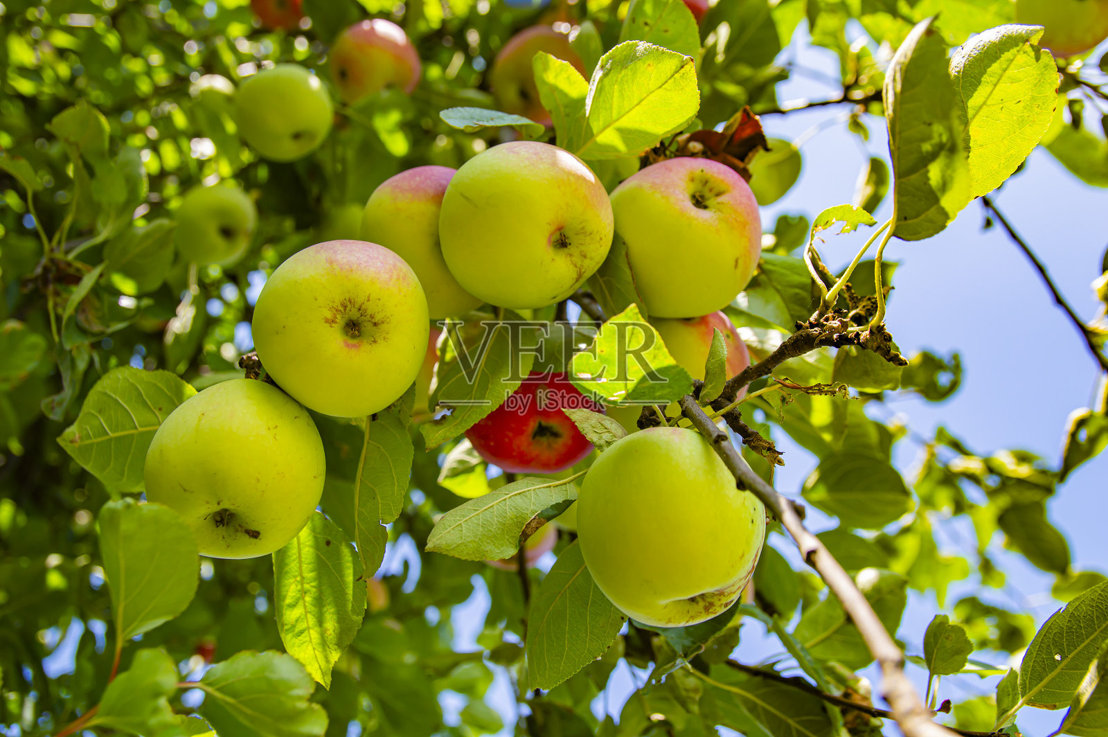 在一个阳光明媚的日子，水果苹果在树枝上照片摄影图片