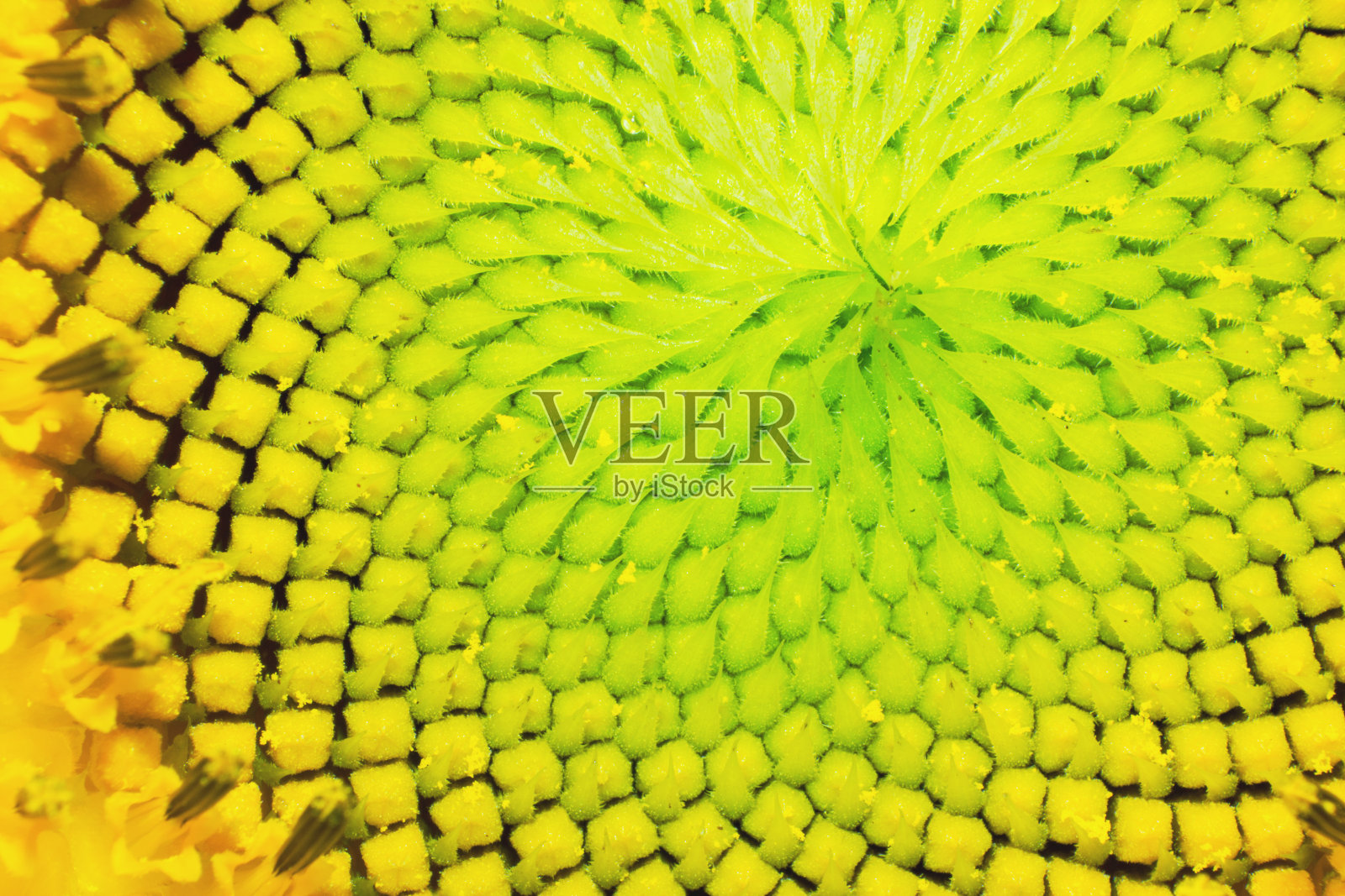 向日葵的宏观视图照片摄影图片