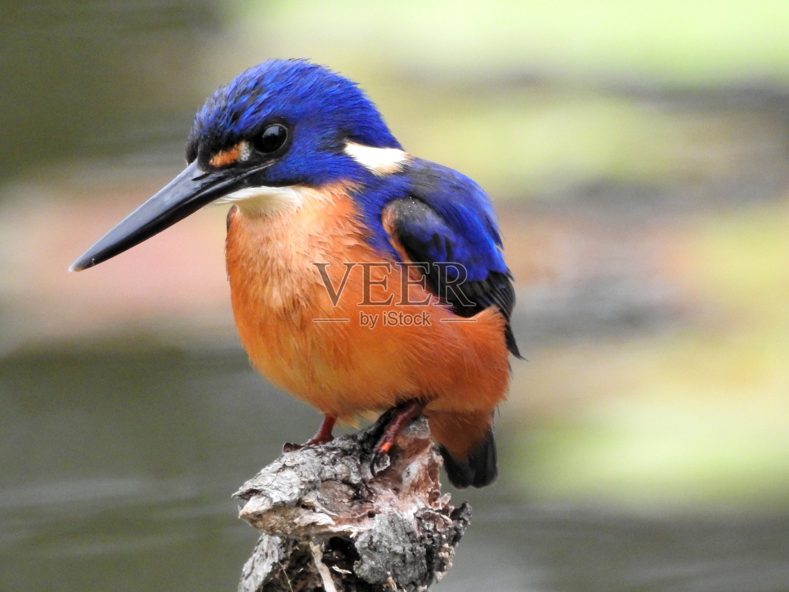 Azure翠鸟照片摄影图片